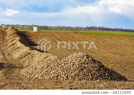 sugar beet near Jaroslavice, Southern Moravia, sugar beet near Jaroslavice, Southern Moravia, 64211970