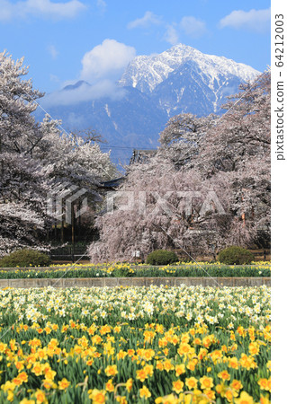 地藏寺櫻花山高真代櫻花 64212003