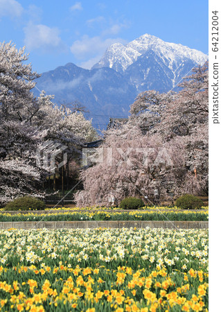 地藏寺櫻花山高真代櫻花 地藏寺櫻花山高真代櫻花 64212004