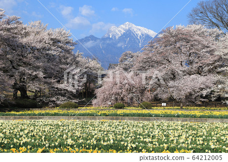 地藏寺櫻花山高真代櫻花 地藏寺櫻花山高真代櫻花 64212005