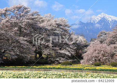 Jisoji Temple Sakura Yamataka Jindai Sakura Jisoji Temple Sakura Yamataka Jindai Sakura 64212009