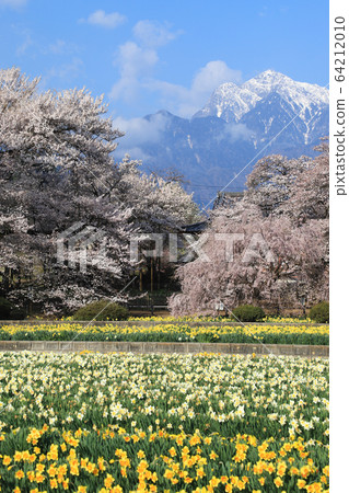 Jisoji Temple Sakura Yamataka Jindai Sakura 64212010