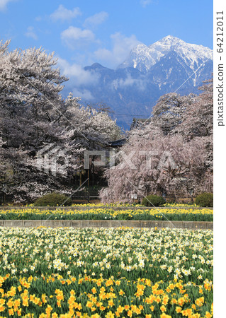 Jisoji Temple Sakura Yamataka Jindai Sakura 64212011