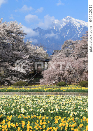 Jisoji Temple Sakura Yamataka Jindai Sakura 64212012