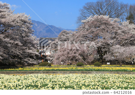 Jisoji Temple Sakura Yamataka Jindai Sakura Jisoji Temple Sakura Yamataka Jindai Sakura 64212016