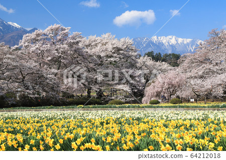 Jisoji Temple Sakura Yamataka Jindai Sakura 64212018