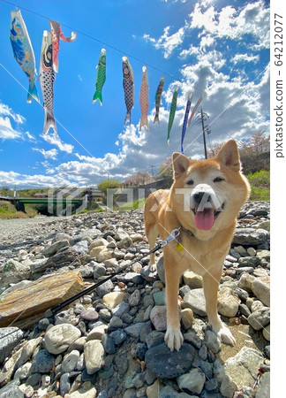 Koinobori和Shiba Inu(雄性)在蔚藍的天空中飛舞和歌山縣伊藤郡九戶山町牛川 Koinobori和Shiba Inu(雄性)在蔚藍的天空中飛舞和歌山縣伊藤郡九戶山町牛川 64212077