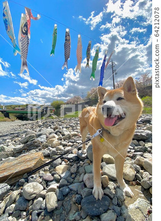 Koinobori和Shiba Inu(雄性)在蔚藍的天空中飛舞和歌山縣伊藤郡九戶山町牛川 Koinobori和Shiba Inu(雄性)在蔚藍的天空中飛舞和歌山縣伊藤郡九戶山町牛川 64212078