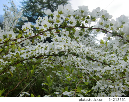 盛開的繡線菊-春季圖片素材 盛開的繡線菊-春季圖片素材 64212861