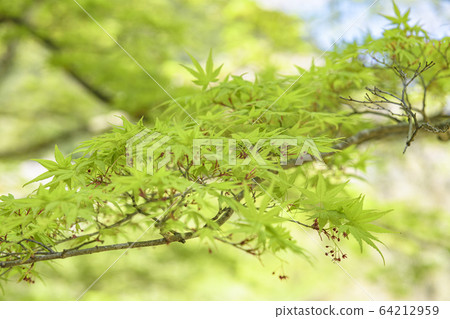 藍葉 藍葉 64212959