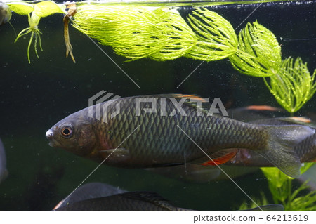 Yaritanago (adult male) Yaritanago (adult male) 64213619