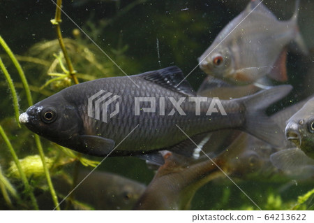 Matanago (male, freshwater) Matanago (male, freshwater) 64213622