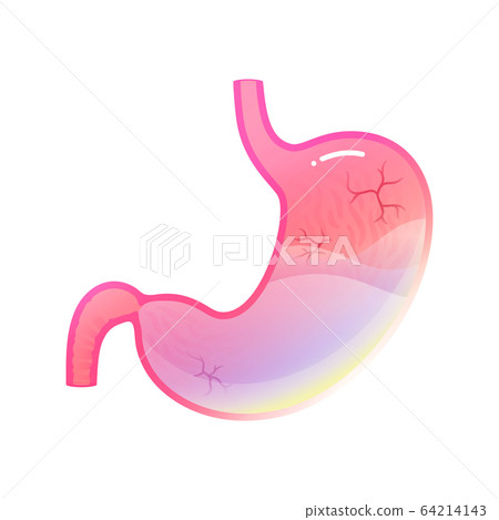 Vector isolated illustration of stomach 64214143