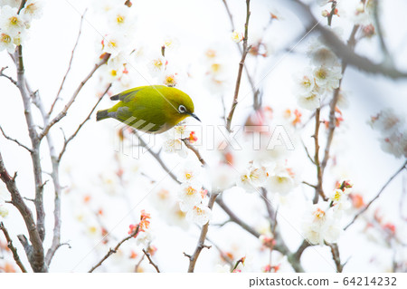 White-eye 64214232