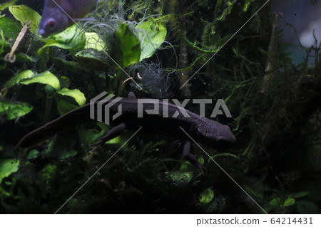 Akahara newt 64214431