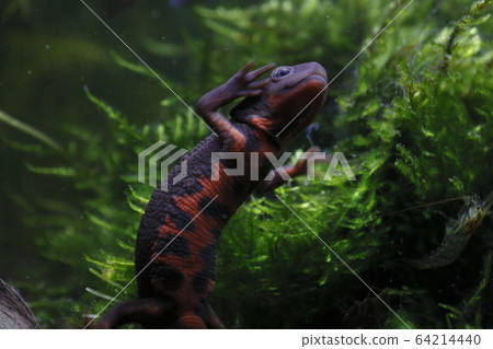 Akahara蠑螈 64214440