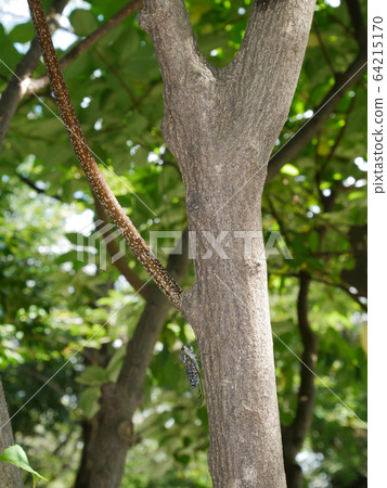 Tsukutsukuboushiu ~ Evening ~ 64215170