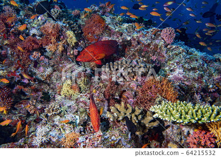 red colorful grouper isolated on indian ocean reef 64215532