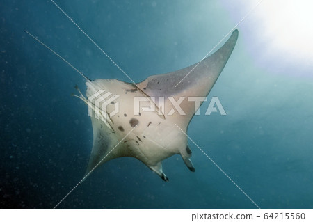Manta underwater in the blue ocean background Manta underwater in the blue ocean background 64215560