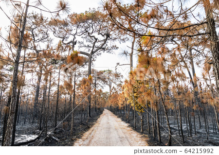 Trees burned by wildfire in tropical rainforest. Trees burned by wildfire in tropical rainforest. 64215992