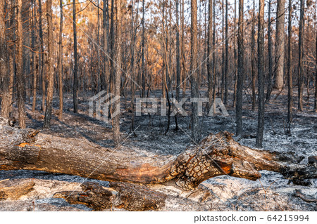 Tropical rainforest burnt by wildfire. Tropical rainforest burnt by wildfire. 64215994