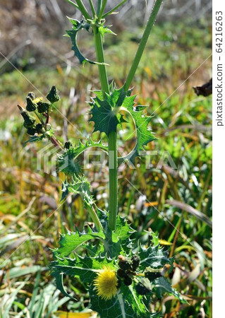 December Oninogeshi yellow flower 64216263