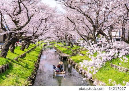Cherry blossoms of Kawagoe / Shinagawa River Cherry blossoms of Kawagoe / Shinagawa River 64217027