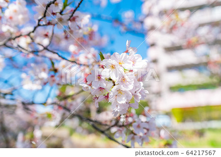 Japanese spring Kitakoshigaya Japanese spring Kitakoshigaya 64217567