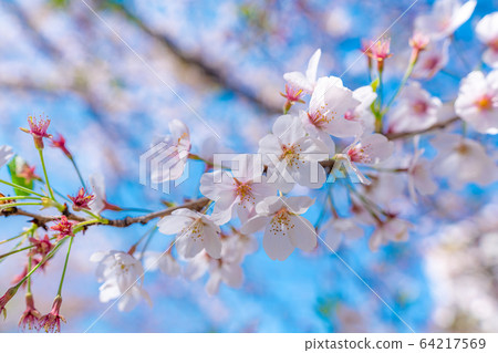 日本春天北越谷 64217569