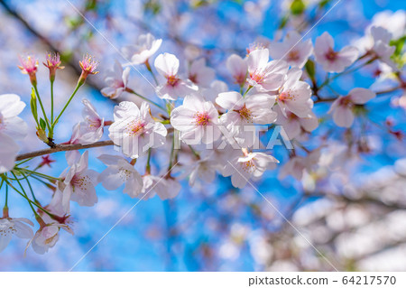 日本春天北越谷 日本春天北越谷 64217570