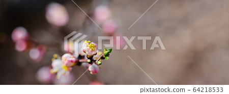 apricot tree with fresh beautiful white spring apricot tree with fresh beautiful white spring 64218533