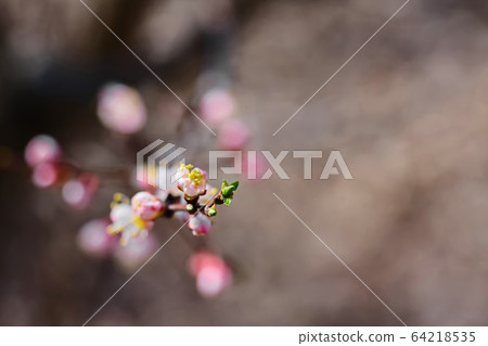 apricot tree with fresh beautiful white spring apricot tree with fresh beautiful white spring 64218535