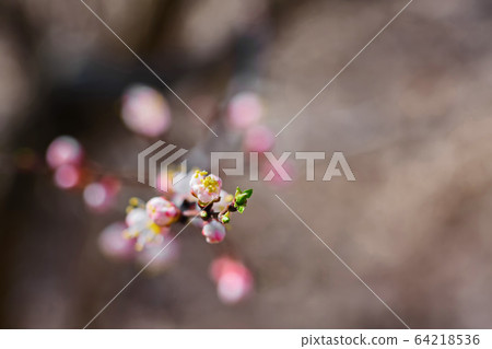 apricot tree with fresh beautiful white spring apricot tree with fresh beautiful white spring 64218536