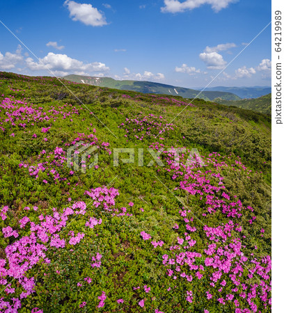 Blossoming slopes (rhododendron flowers ) of Carpathian mountains. 64219989