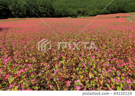 [Nagano Prefecture] Red Soba Village in Clear Weather 64220129