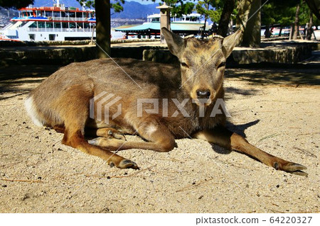 Aki的Miyajima /嚴島神社 Aki的Miyajima /嚴島神社 64220327