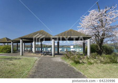 Sayama Lake with cherry blossoms Arbor on the north shore 64220996