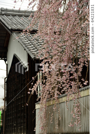 Weeping cherry tree Weeping cherry tree 64221831