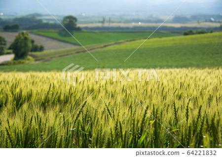 Green wheat field Green wheat field 64221832