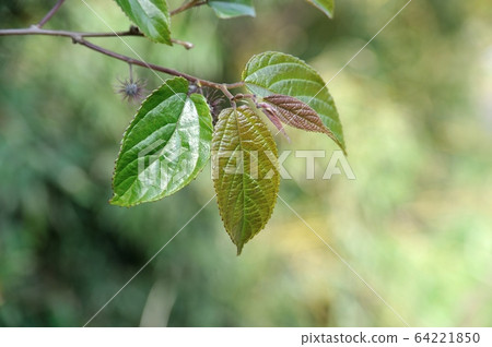 Young leaves of cranes 64221850