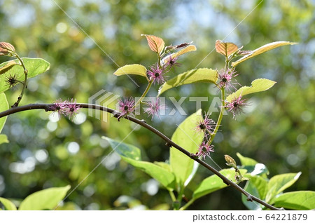 Female flower of Turpentine 64221879