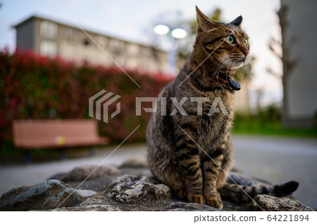 貓的寵物貓在公園裡 64221894