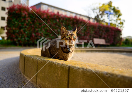 貓的寵物貓在公園裡 64221897