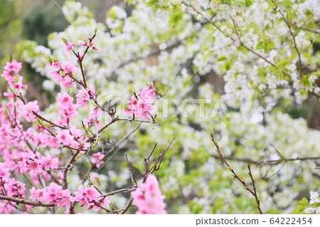 Peach blossoms　 64222454