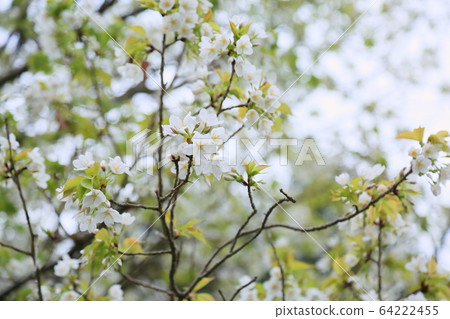 Wildflower Flowers 64222455