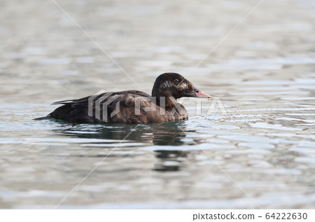 Velvet Kinkuro Male 64222630