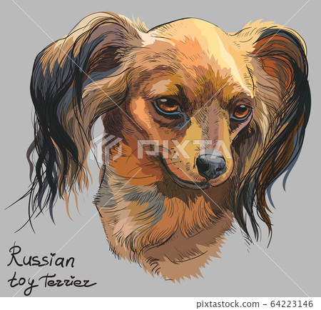 Colorful Russian long-haired toy Terrier vector Colorful Russian long-haired toy Terrier vector 64223146
