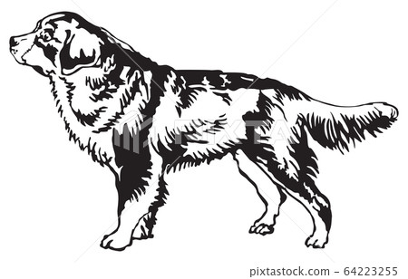 Decorative standing portrait of Bernese Mountain 64223255
