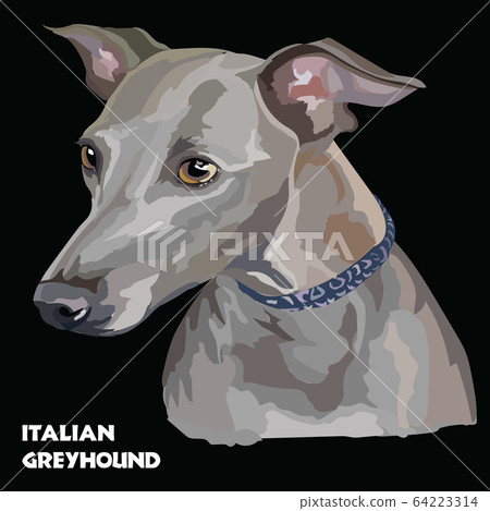 italian greyhound muzzle