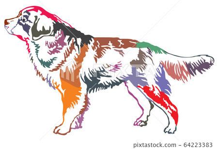 Colorful decorative standing portrait of Bernese 64223383